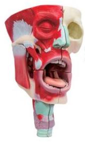 鼻、口、咽喉腔分解模型